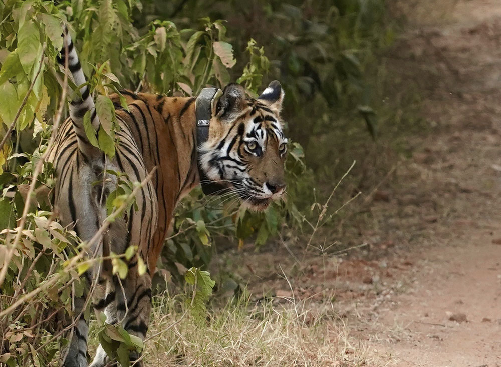 JUNGLE SAFARI