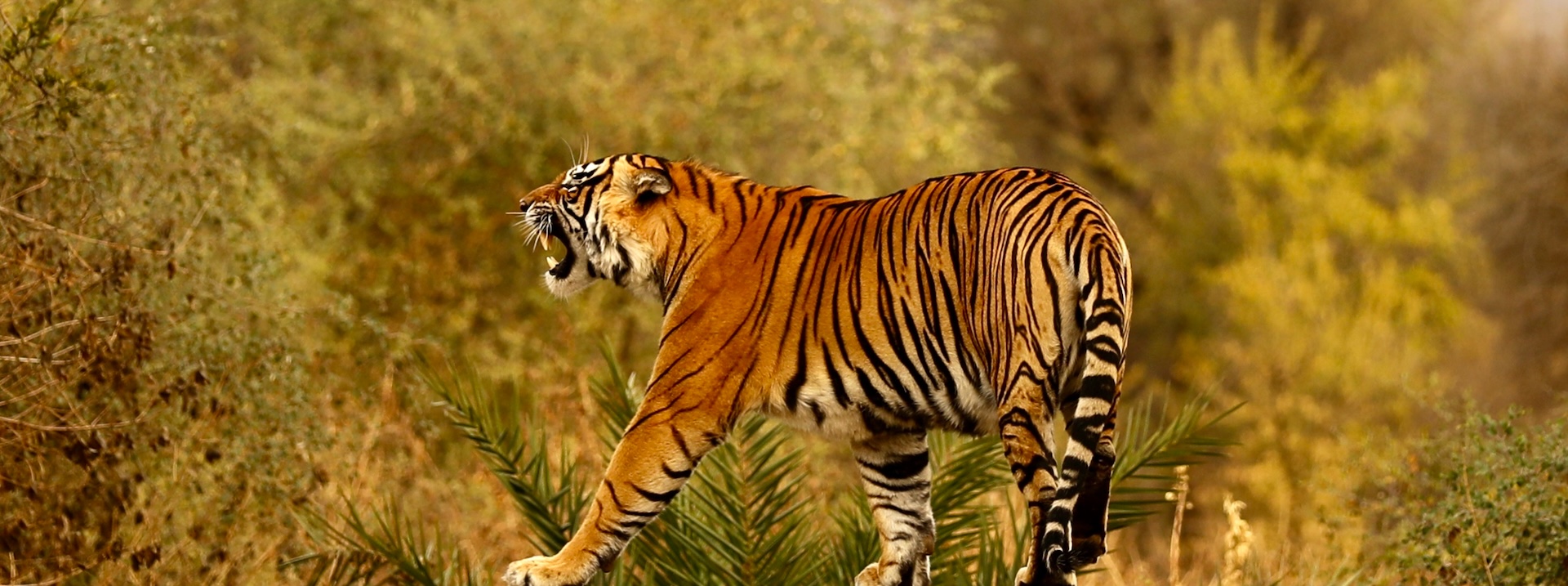 Jungle Safari in Sariska