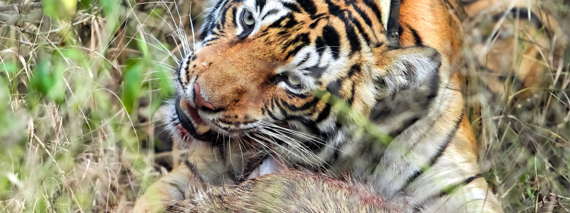 Jungle Safari in Sariska